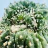 Astrophytum asterias monstruose