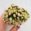 Echinofossulocactus multicostatus mostruosa