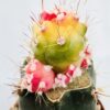 Lobivia aurea monstruosa variegata