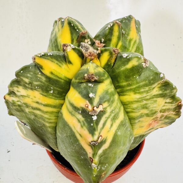 Astrophytum myriostigma variegata único