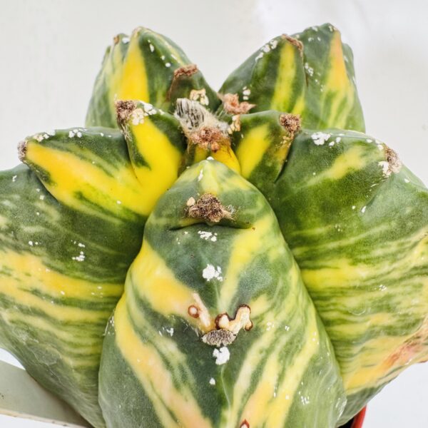 Astrophytum myriostigma variegata único - Imagen 5