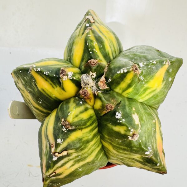 Astrophytum myriostigma variegata único - Imagen 7