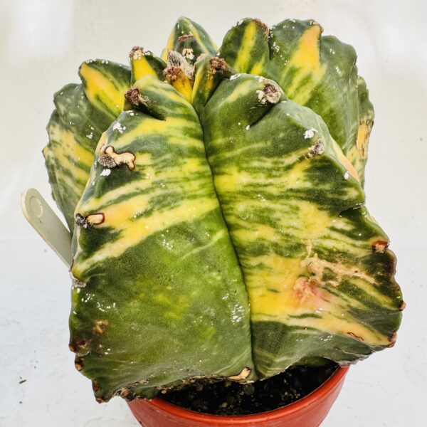 Astrophytum myriostigma variegata único - Imagen 3