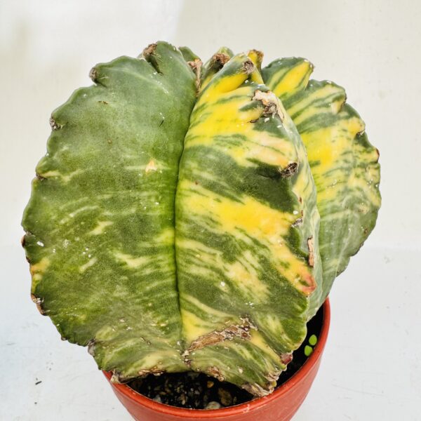 Astrophytum myriostigma variegata único - Imagen 4