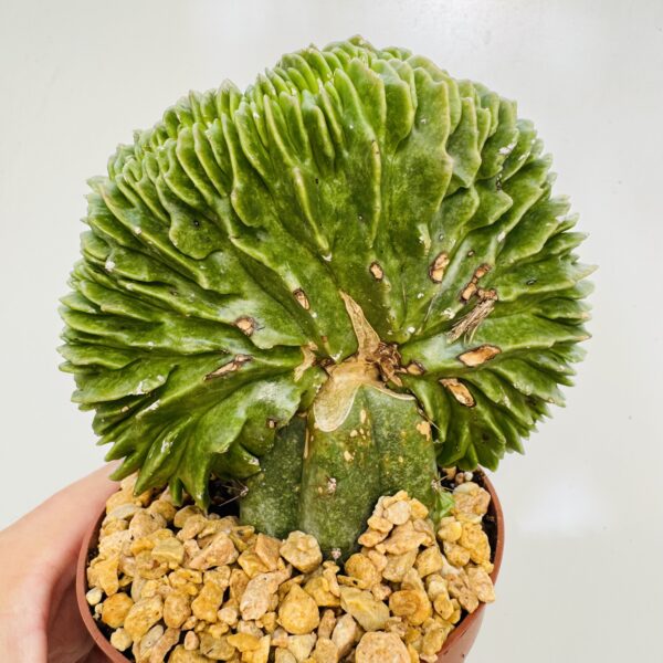 Astrophytum myriostigma cristata - Imagen 4