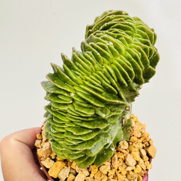 Astrophytum myriostigma cristata