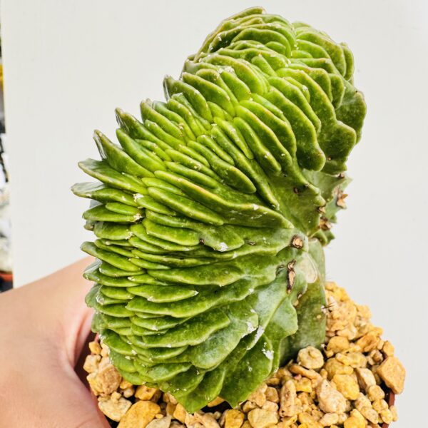 Astrophytum myriostigma cristata - Imagen 6