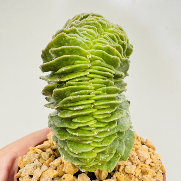 Astrophytum myriostigma cristata - Imagen 5