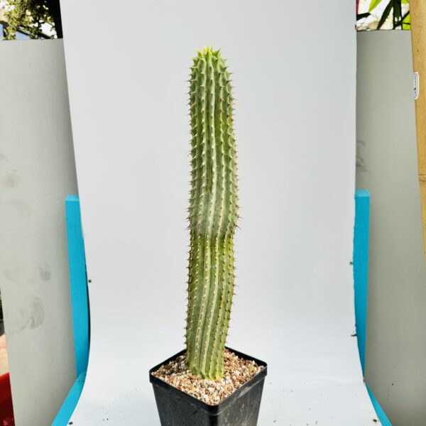 Hoodia gordonii unica - Imagen 4