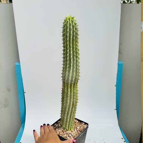Hoodia gordonii unica - Imagen 3