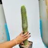 Hoodia gordonii unica