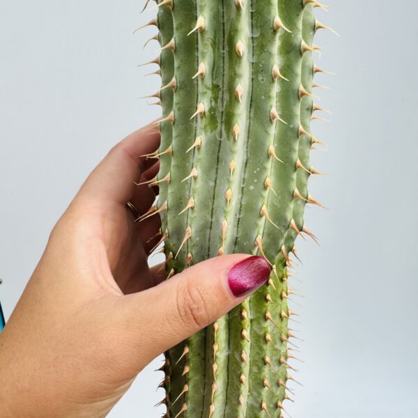 Hoodia gordonii unica - Imagen 5