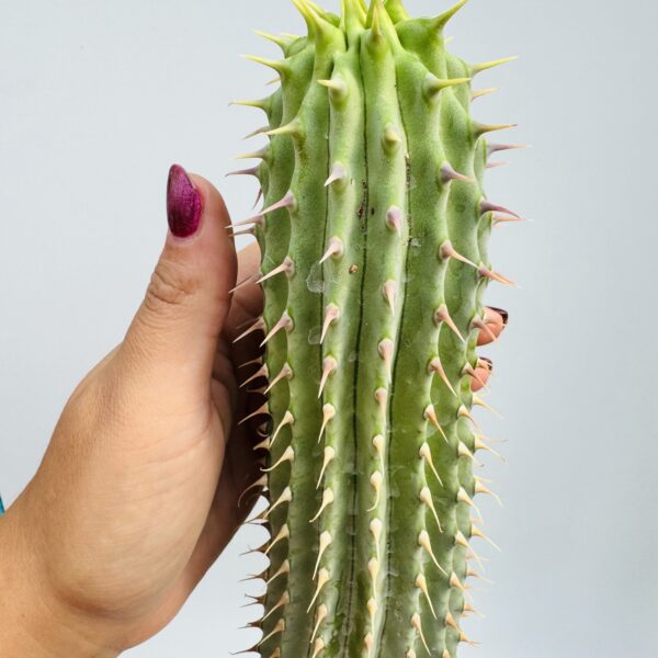 Hoodia gordonii unica - Imagen 6