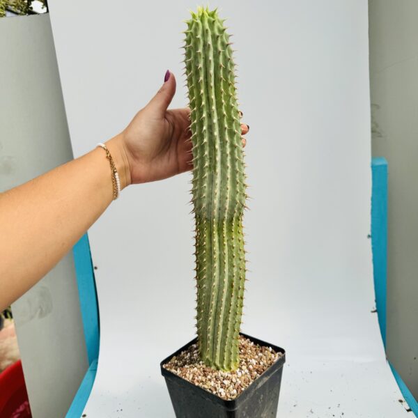 Hoodia gordonii unica - Imagen 7