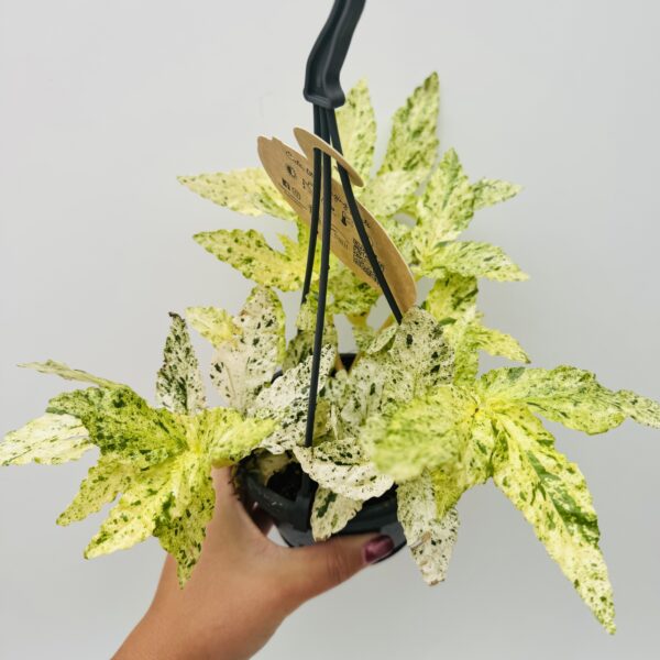 Pellionia repens variegata - Imagen 2