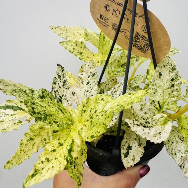 Pellionia repens variegata - Imagen 3