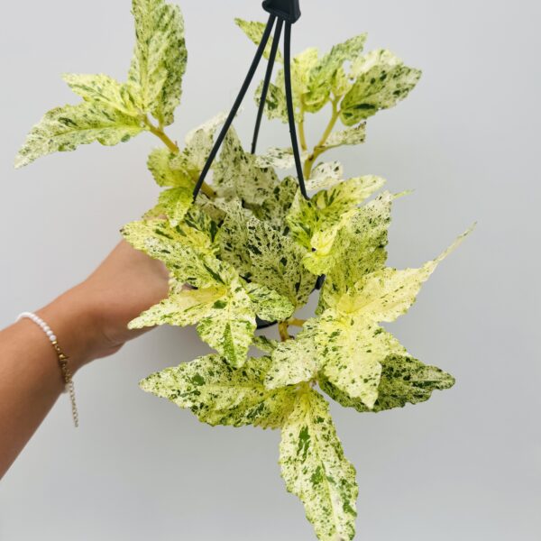 Pellionia repens variegata - Imagen 6