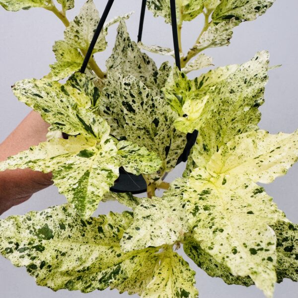Pellionia repens variegata - Imagen 4