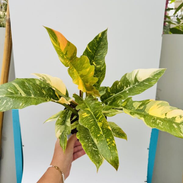 Philodendron ring of fire - Imagen 10
