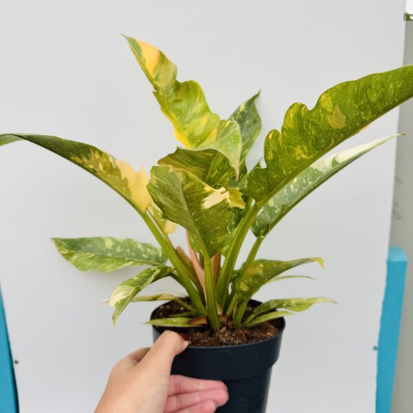 Philodendron ring of fire - Imagen 2