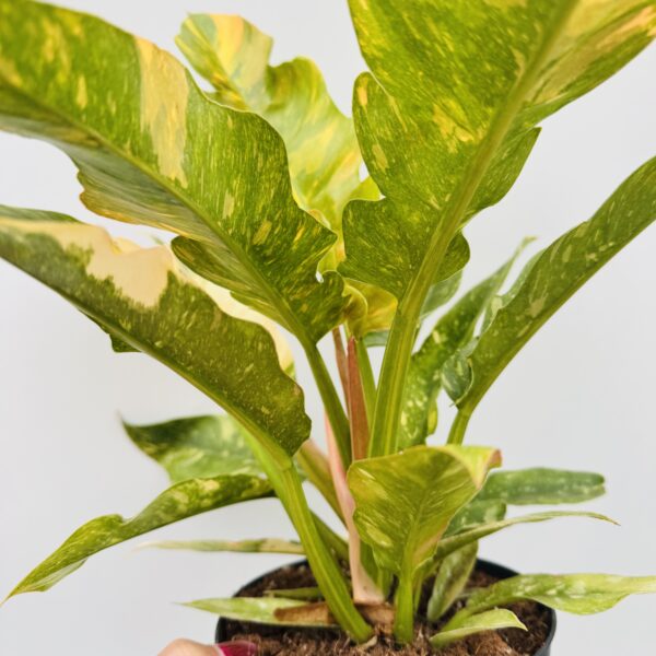 Philodendron ring of fire - Imagen 3
