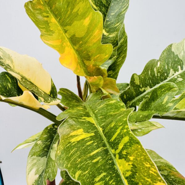 Philodendron ring of fire - Imagen 9