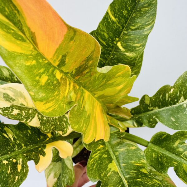 Philodendron ring of fire