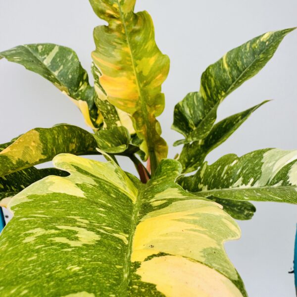 Philodendron ring of fire - Imagen 4
