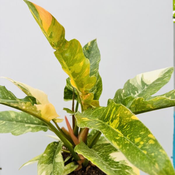 Philodendron ring of fire - Imagen 8