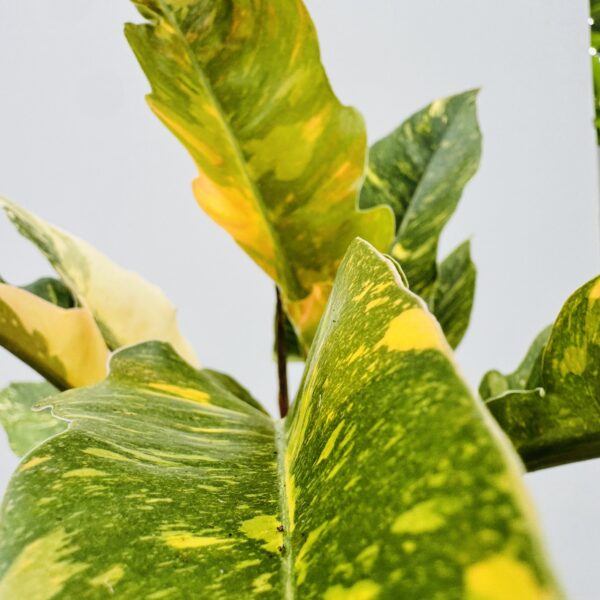 Philodendron ring of fire - Imagen 6