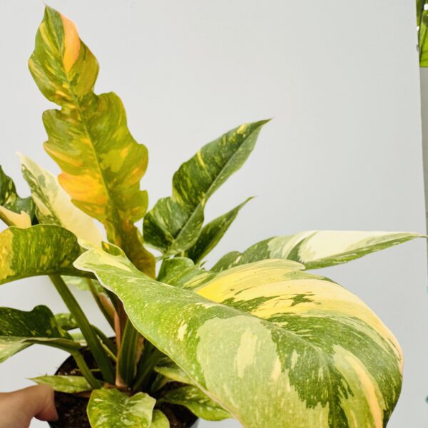 Philodendron ring of fire - Imagen 7