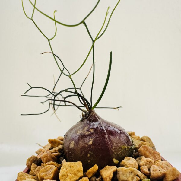 Schizobasis intricata - Imagen 6