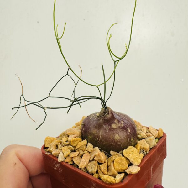 Schizobasis intricata - Imagen 4