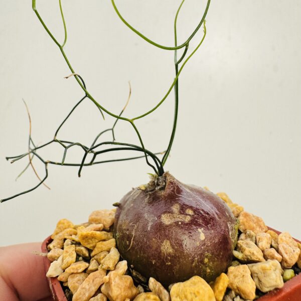 Schizobasis intricata - Imagen 7