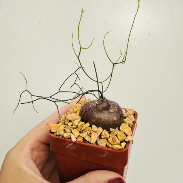 Schizobasis intricata - Imagen 3