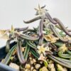 Euphorbia cylindrifolia tuberifera