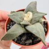 Ariocarpus confusus Dolores purple flower