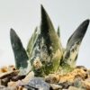 Ariocarpus trigonus horacekii