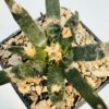 Ariocarpus agavoides