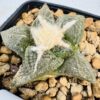 Ariocarpus fissuratus