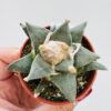 Ariocarpus retusus minimus
