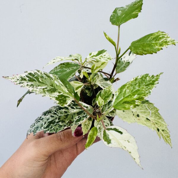 Hibiscus variegata - Imagen 4