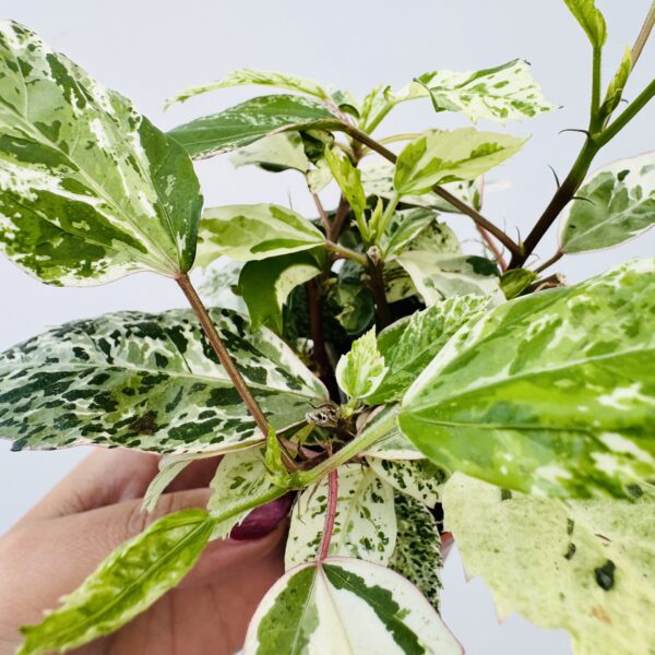 Hibiscus variegata - Imagen 5