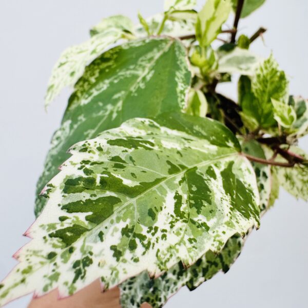 Hibiscus variegata