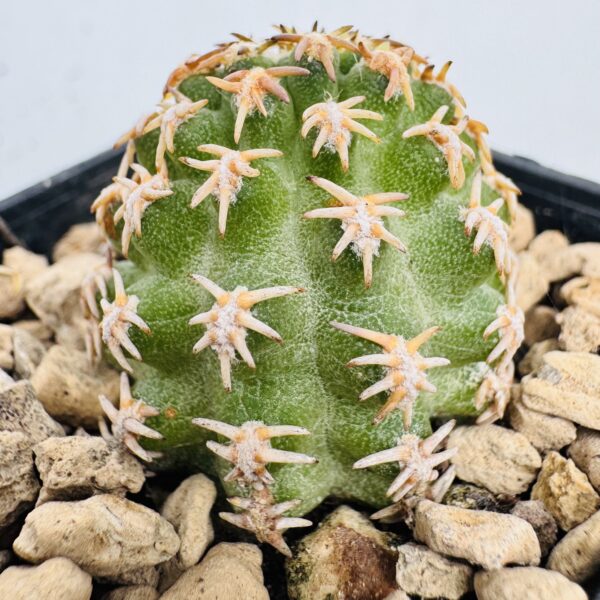 Pygmaeocereus bieblii