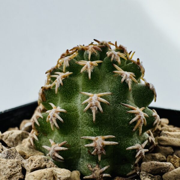 Pygmaeocereus bieblii - Imagen 3