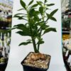 Monadenium crispum
