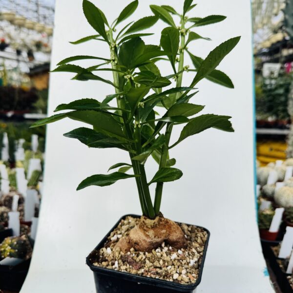 Monadenium crispum