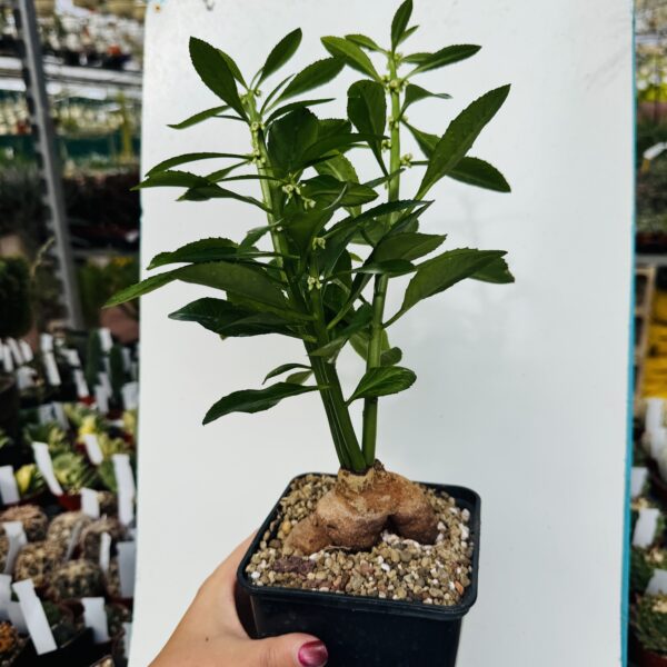 Monadenium crispum - Imagen 5