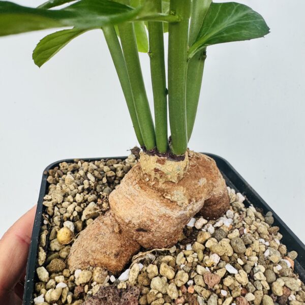 Monadenium crispum - Imagen 6